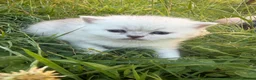 Scottish Fold cats for sale: Discount available ❤️Lovely scotish kittens💕💕💕 - Advert 34