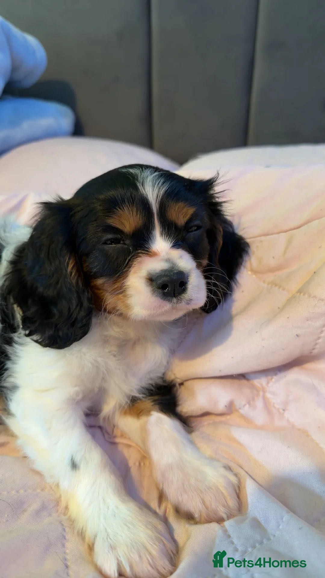 Cavalier King Charles Spaniel dogs for sale: Tricolour Cavalier Puppy – Huge Puppy Pack - Advert 9