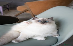 Ragdoll cats for sale: Beautiful Blue Mitt Ragdoll Kitten 😻 - Image 4