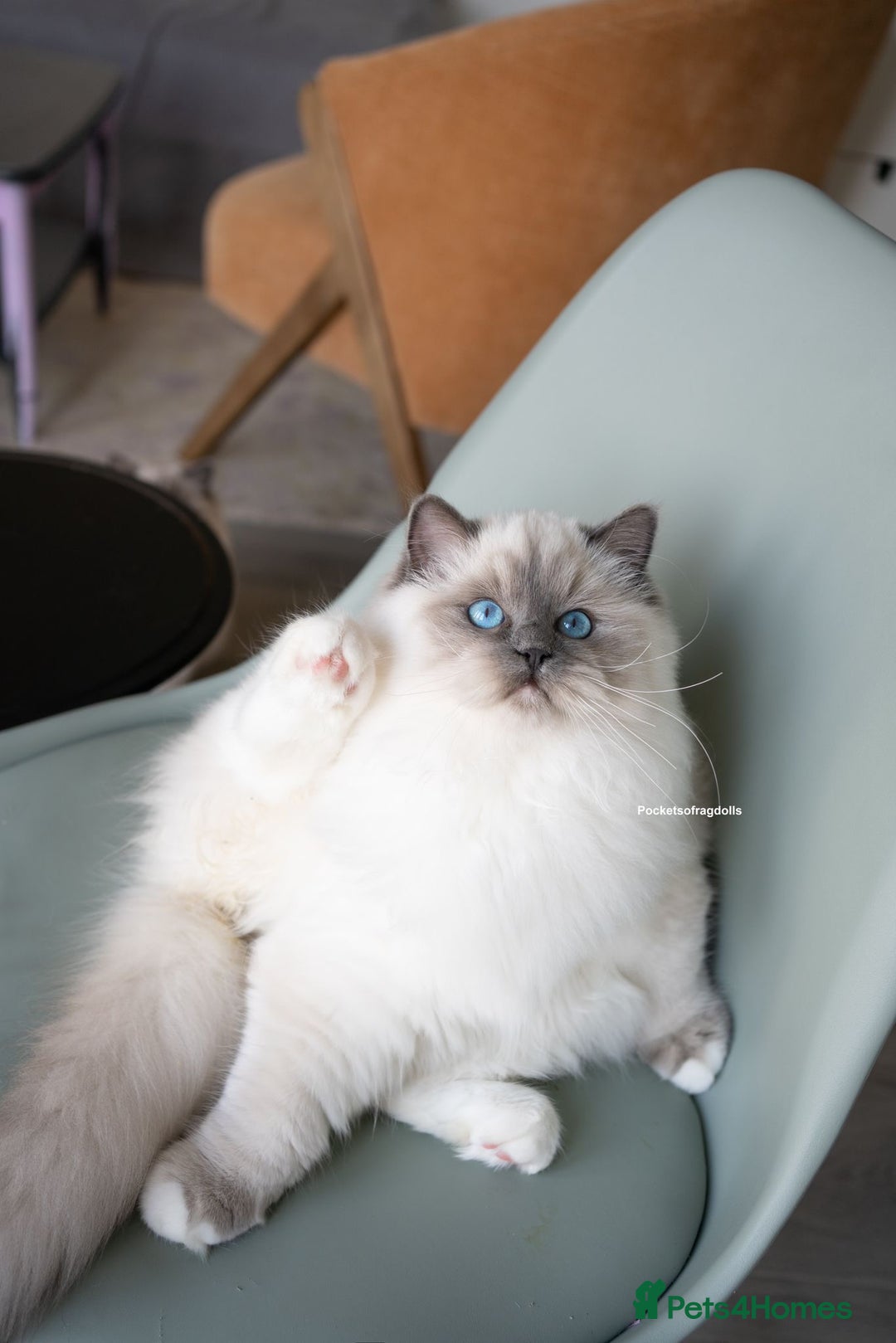 Ragdoll cats for sale: Beautiful Blue Mitt Ragdoll Kitten 😻 - Image 4