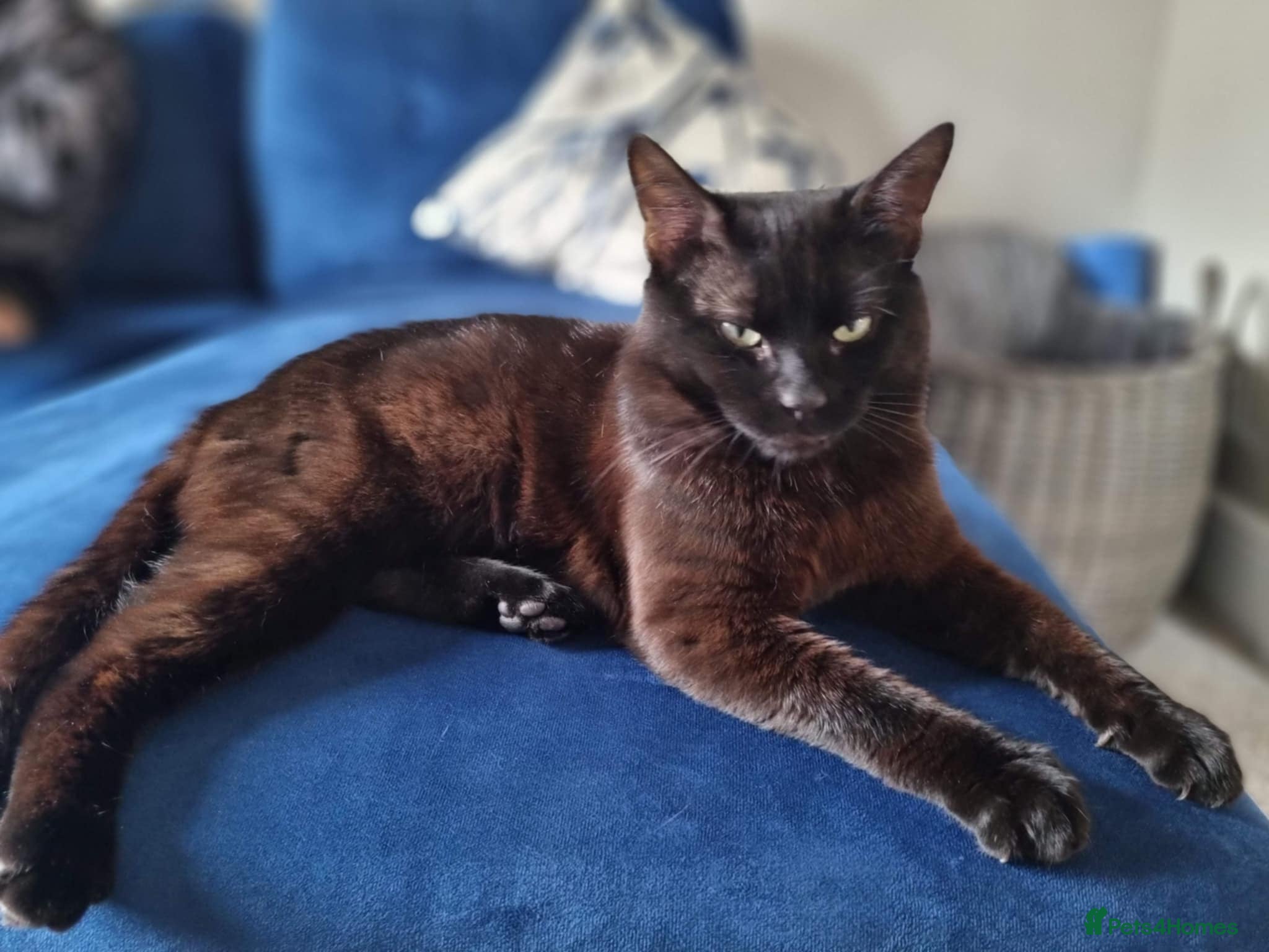 Mixed Breed cats Male cat - Advert 2