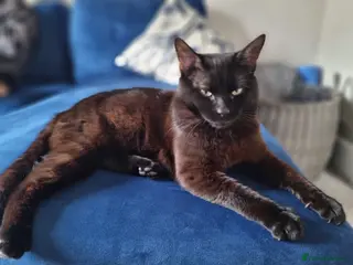 Mixed Breed cats Male cat - Advert 2