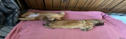 Shih Tzu dogs for sale: Beautiful Imperial Shih tzu Puppies  - Advert 18