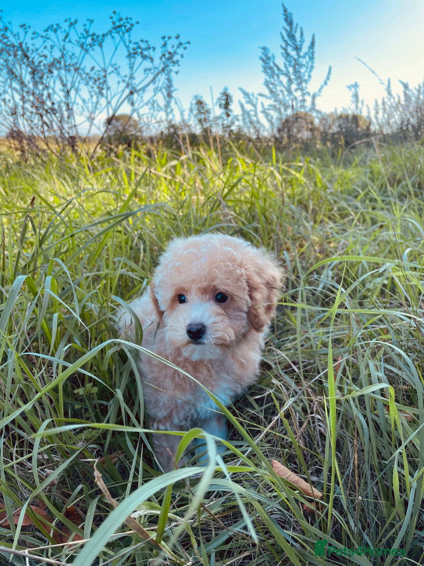 Maltipoo dogs 5 STAR LICENSED BREEDER MALTIPOO GIRL AVAILABLE  - Advert 2