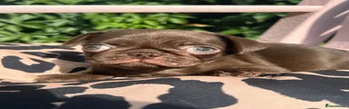 Pug 2