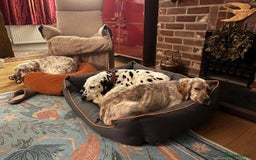 English Setter dogs for adoption: Hans  - Advert 12