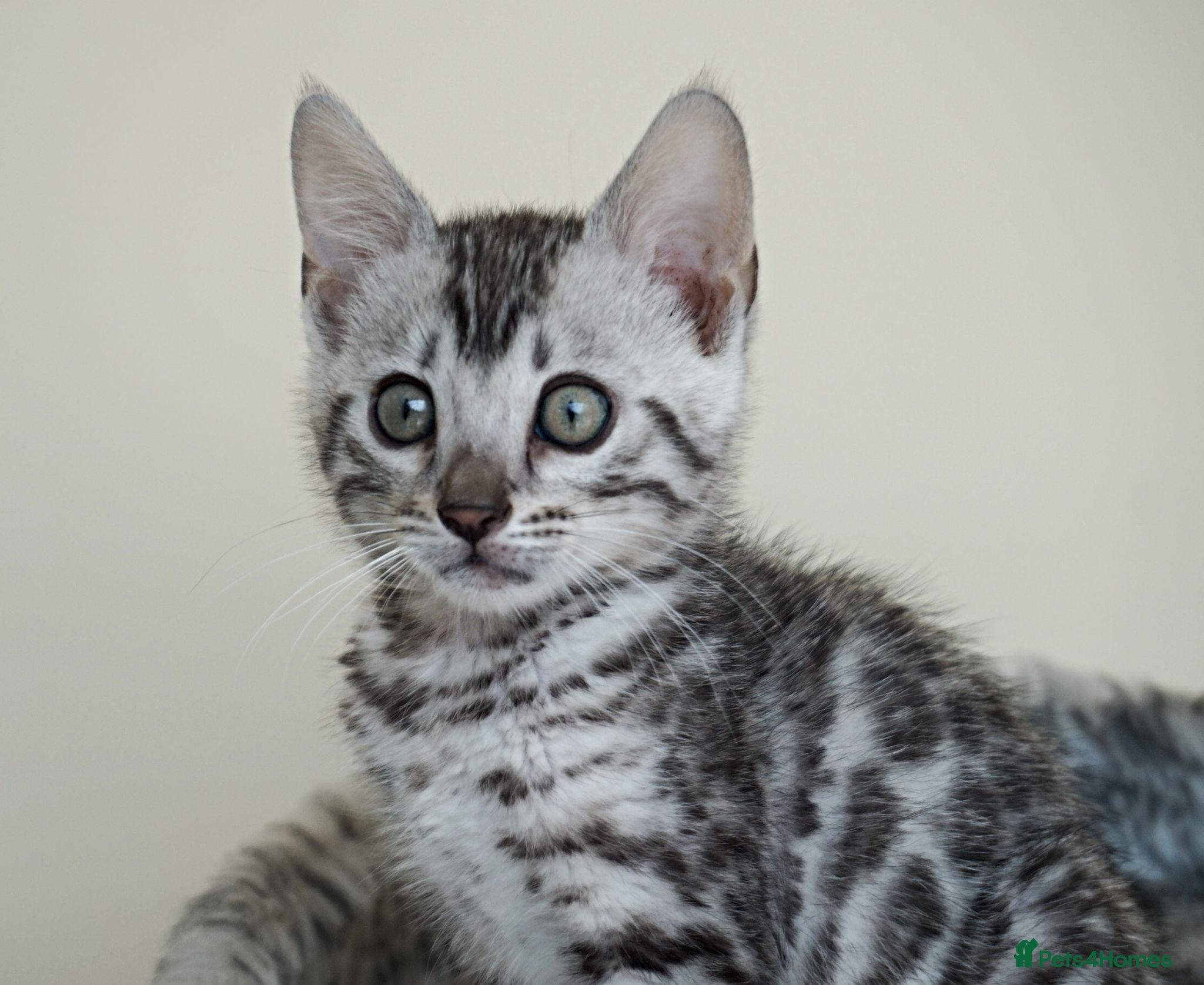 Bengal cats Gorgeous Silver Black Rosette Bengal Boy Kitten - Advert 21