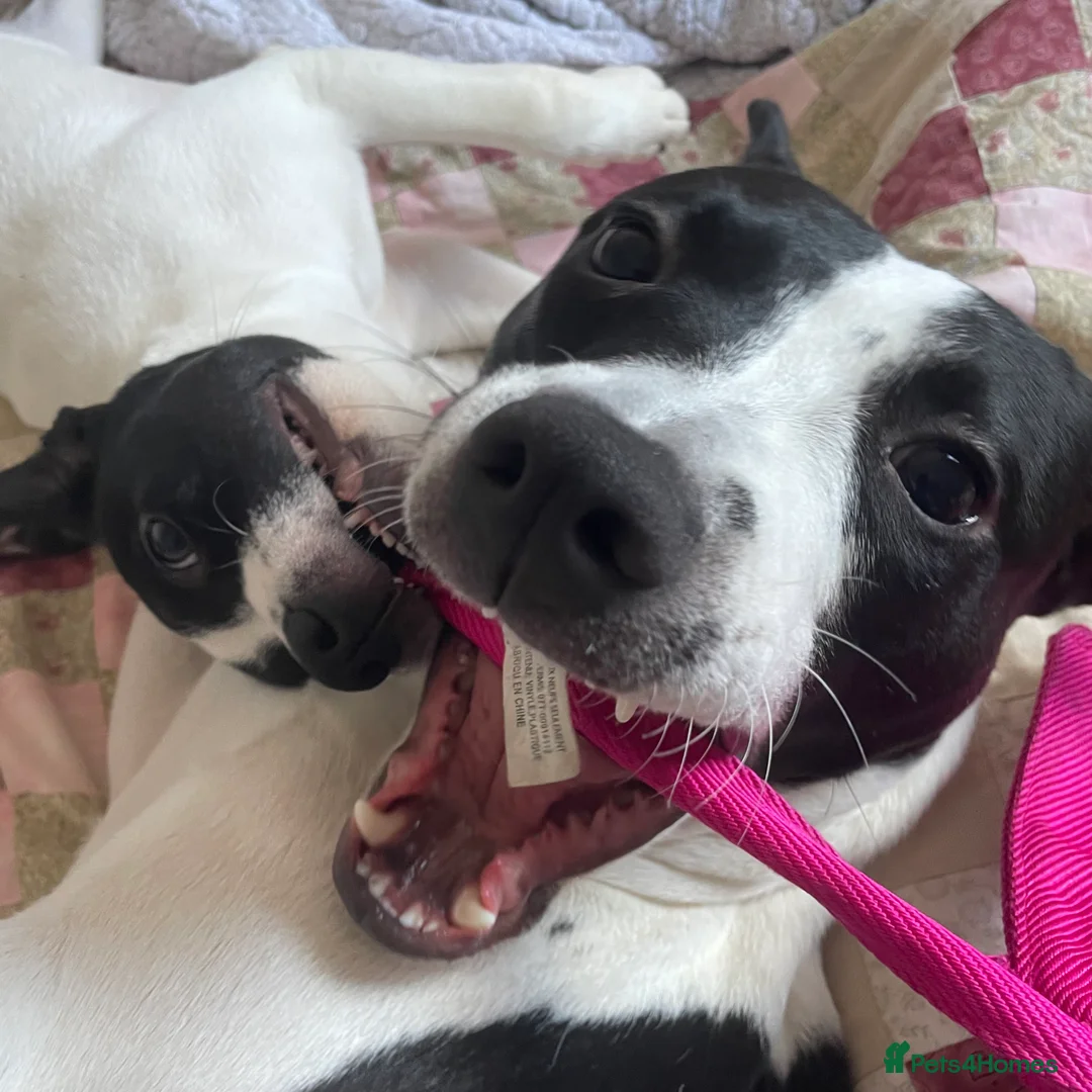 Mixed Breed dogs for sale: 6m Staffordshire bull terrier x lurcher female  - Advert 5