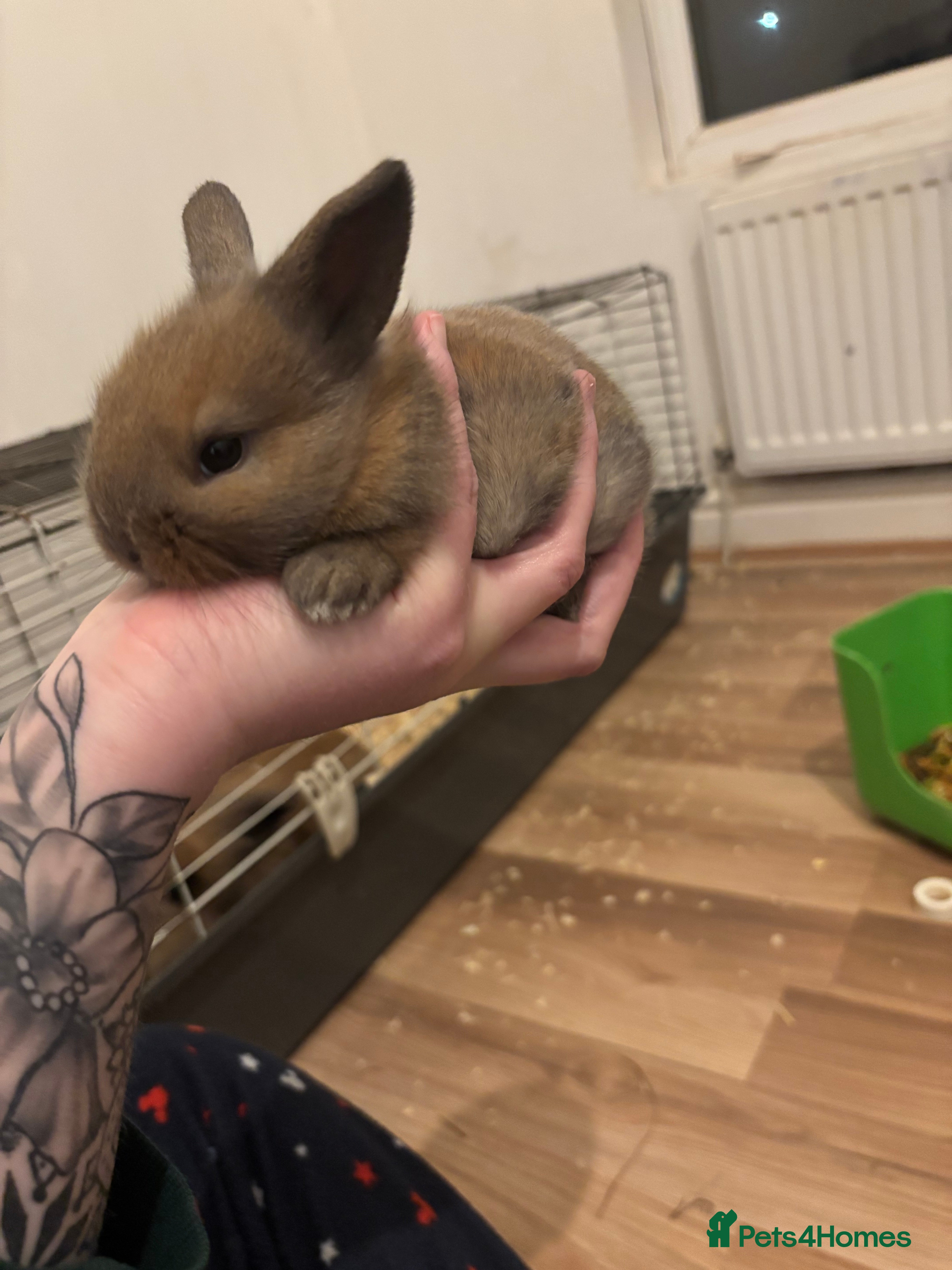 Lionhead rabbits Baby lionhead rabbits  - Advert 4