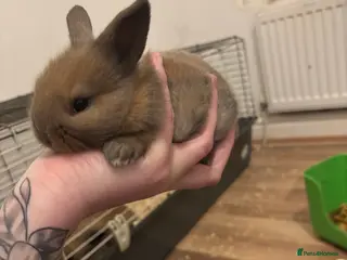 Lionhead rabbits Baby lionhead rabbit - Advert 15