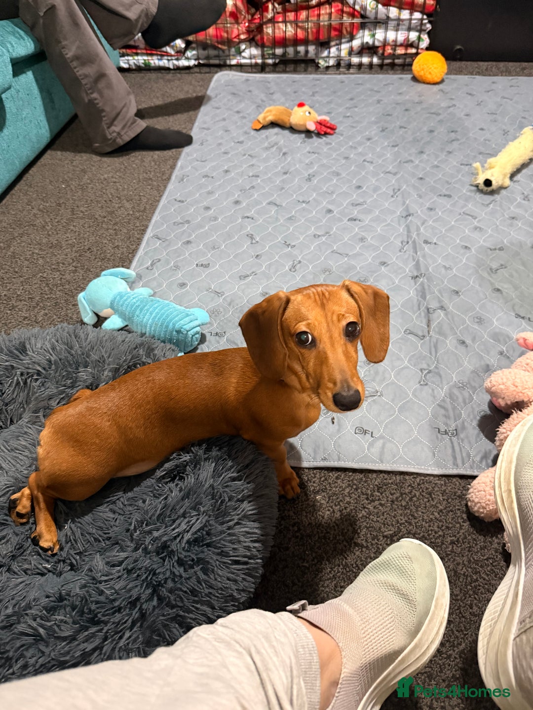 Miniature Dachshund dogs for sale: Miniature Dachshund for Rehoming  - Advert 4