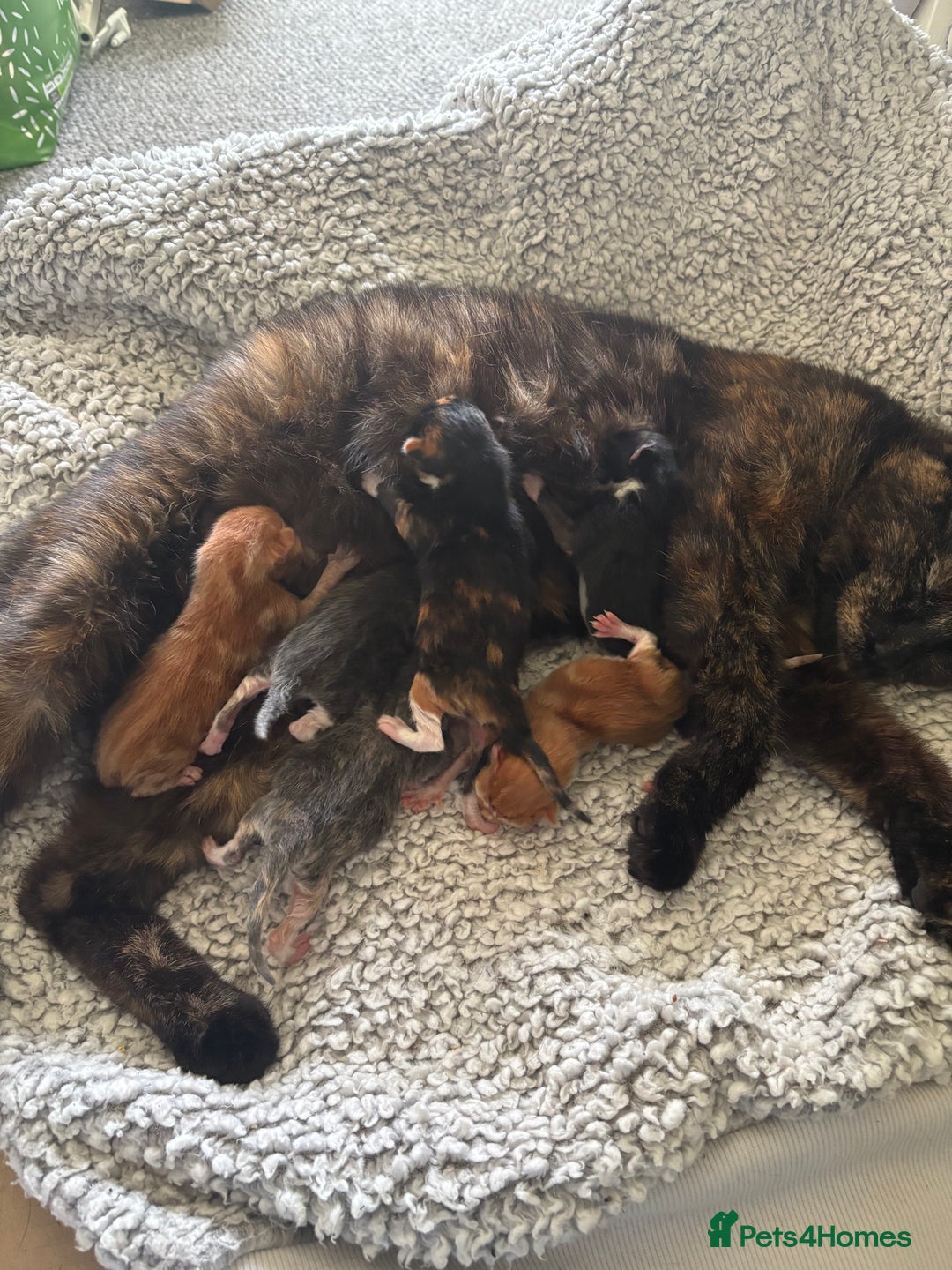 British Shorthair cats for sale: 3 KITTENS READY TO GO !  - Image 9