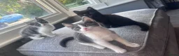 Domestic Shorthair cats for sale: Baby boy kittens  - Advert 3