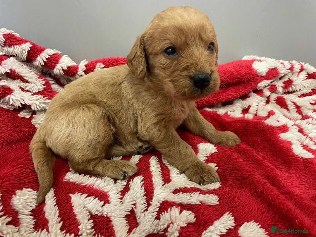 Labradoodle dogs for sale: F1 Labradoodle Puppies  - Advert 12