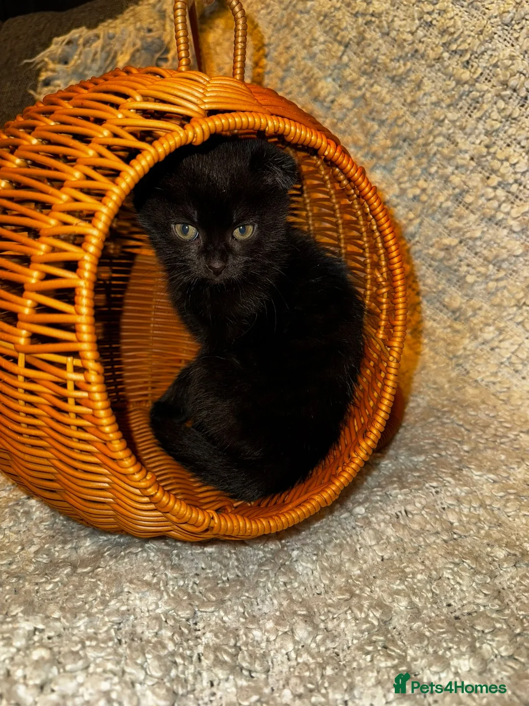 Scottish Fold cats for sale: ✨️5x Scottish Fold/Straight kittens READY TO GO ✨️ - Advert 13