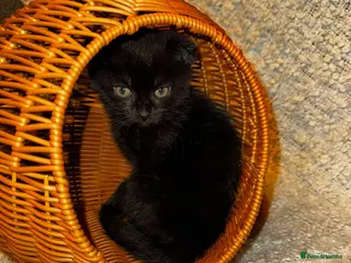 Scottish Fold cats ✨️READY TO GO✨️ ONLY ONE SCOTTISH FOLD LEFT - Advert 11