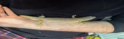Skink reptiles for sale: Berber Skinks in Deeside - Advert 5