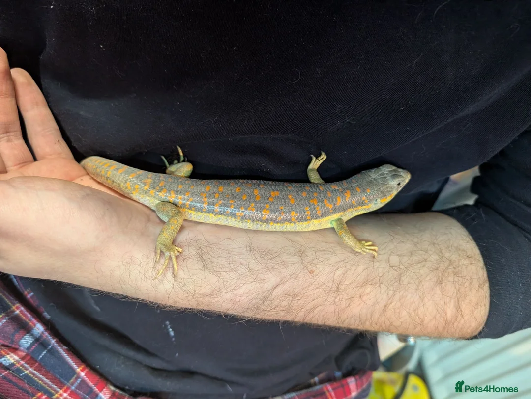 Skink reptiles for sale: Berber Skinks in Deeside - Advert 5