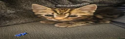 Mixed Breed cats for sale: Kittens for sale blackpool  - Advert 1