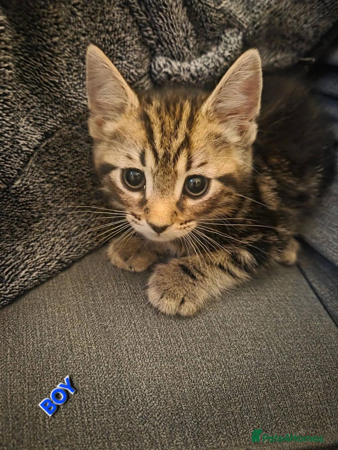 Mixed Breed cats for sale: Kittens for sale blackpool  - Advert 1