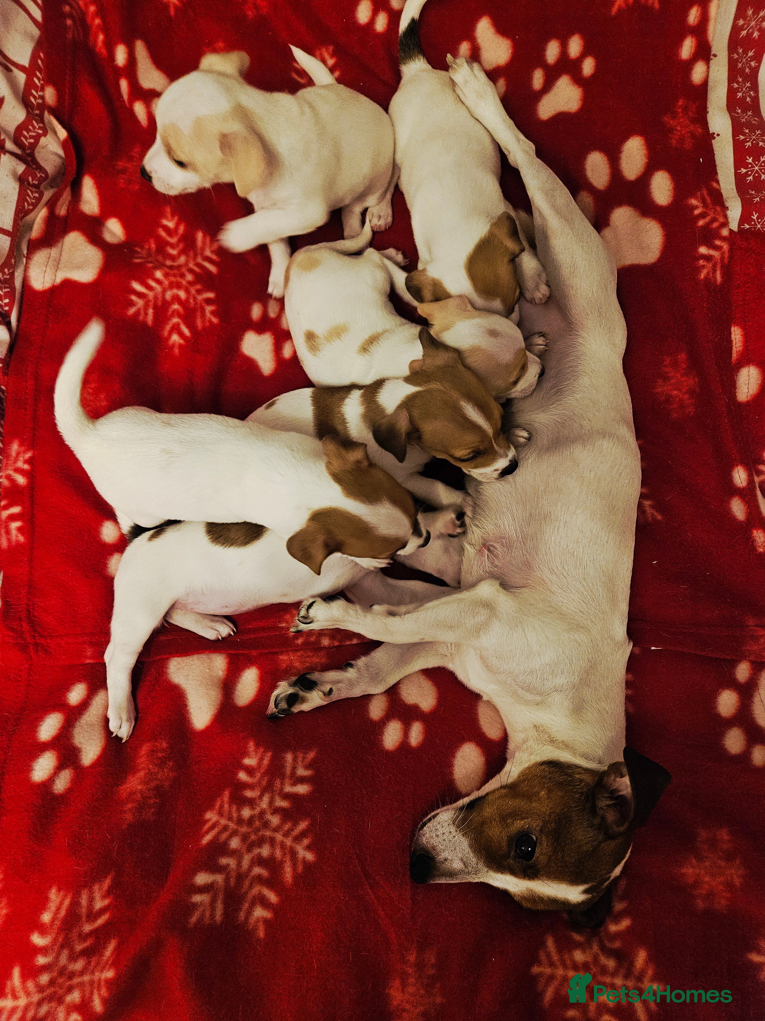 Jack Russell dogs LOVELY JACK RUSSELL PUPPIES FOR SALE. - Advert 1
