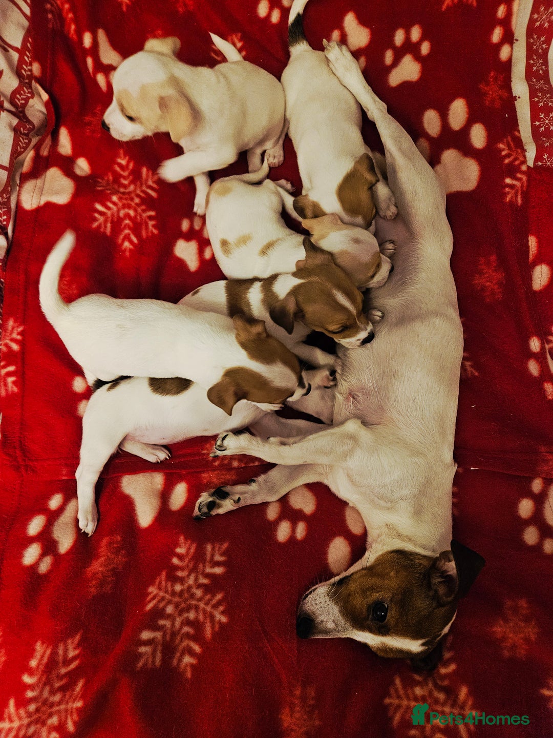 Jack Russell dogs for sale: LOVELY JACK RUSSELL PUPPIES FOR SALE. - Advert 1