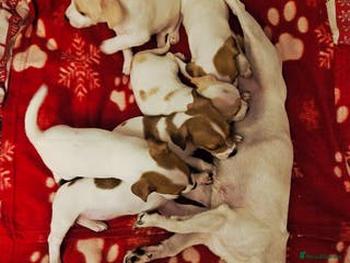 Jack Russell dogs LOVELY JACK RUSSELL PUPPIES FOR SALE. - Advert 5