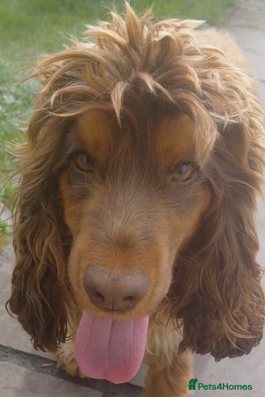 Cocker Spaniel dogs Chocolate and Tan bitch show type - Advert 15