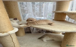 British Shorthair cats for sale: Beautiful , soft teddy bears 🩷🩷💙 - Image 25