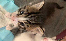 British Shorthair cats for sale: BSH Tortoise Shell  - Image 13