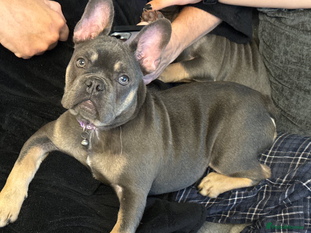 French Bulldog dogs for sale: Female frenchie  - Image 9