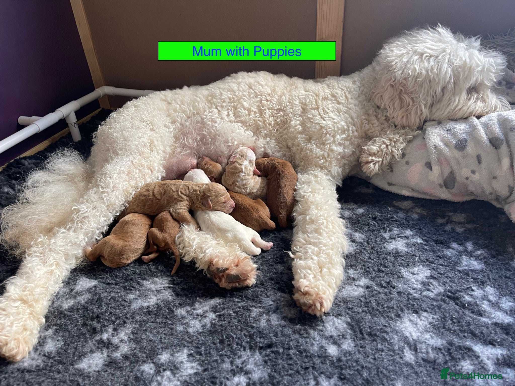 Mixed Breed dogs Australian Labradoodle Puppies for Sale - Advert 1