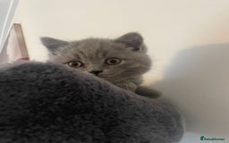 British Shorthair cats for sale: Wonderful, fluffy British Shorthair kittens - Image 17