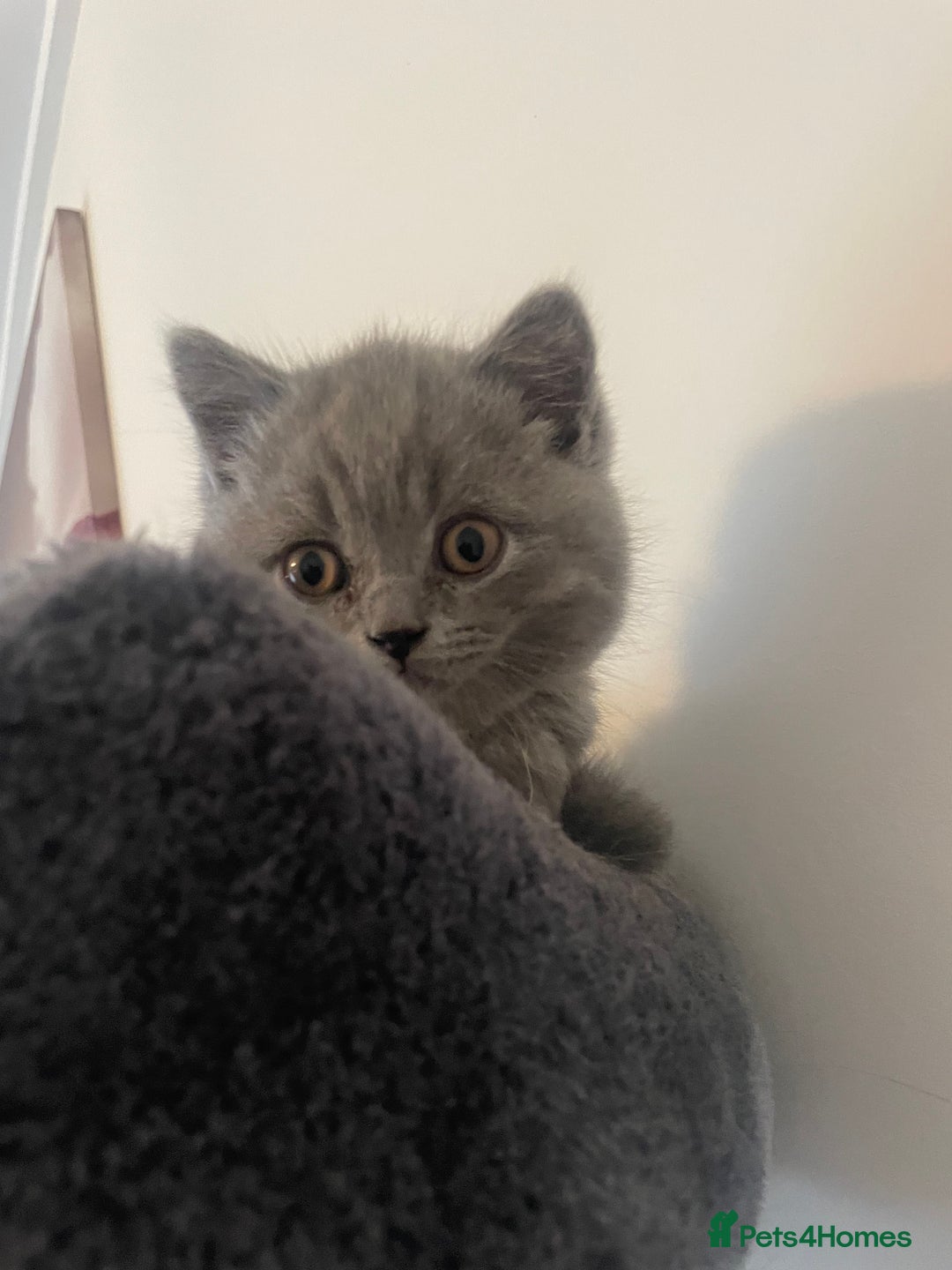 British Shorthair cats for sale: Wonderful, fluffy British Shorthair kittens - Image 17