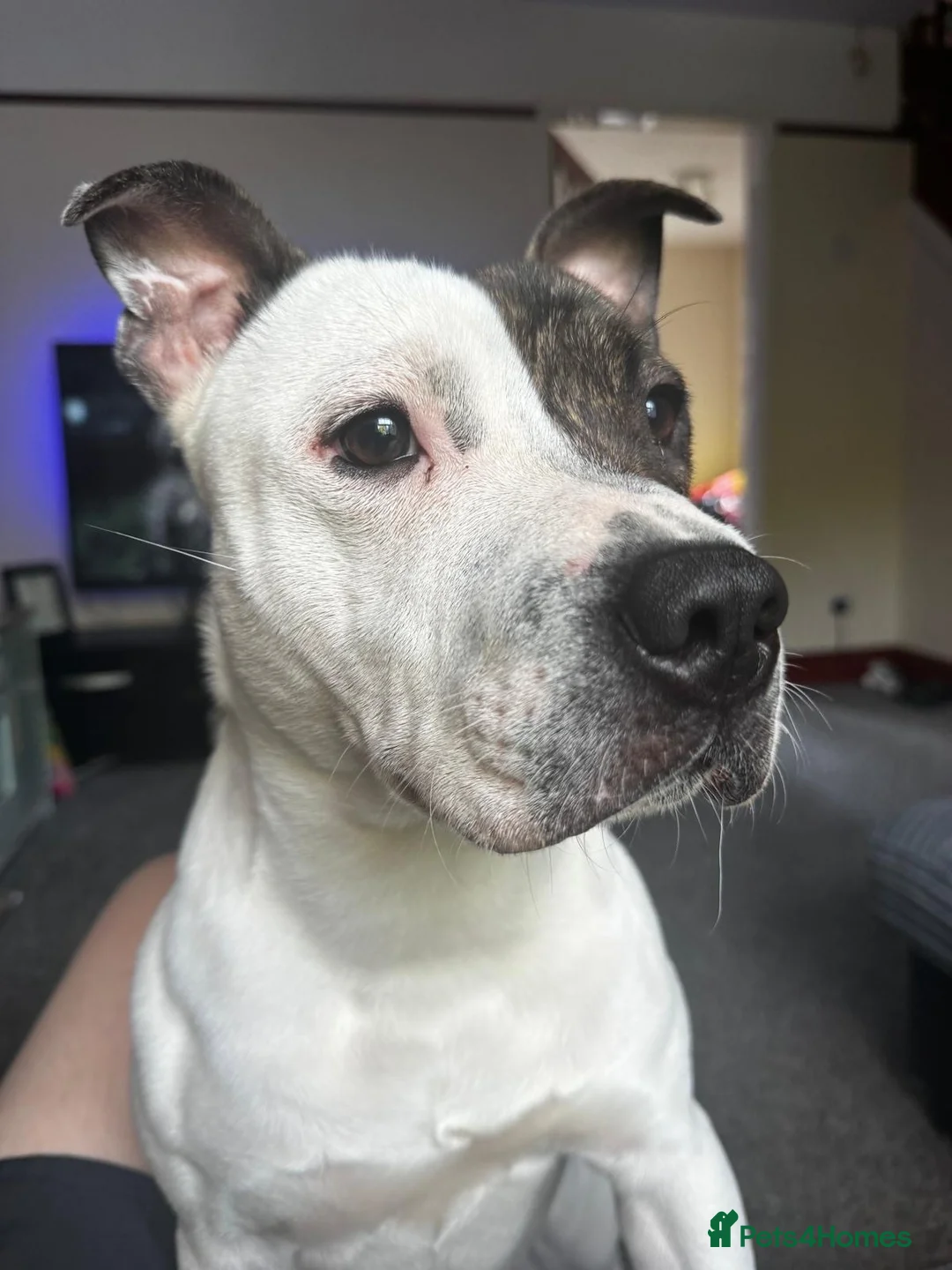 Staffordshire Bull Terrier dogs for sale: Rehoming our beautiful boy! - Advert 2