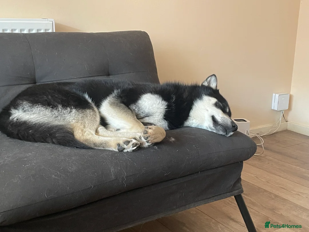 Pomsky dogs for sale: Pomsky for sale - Advert 2