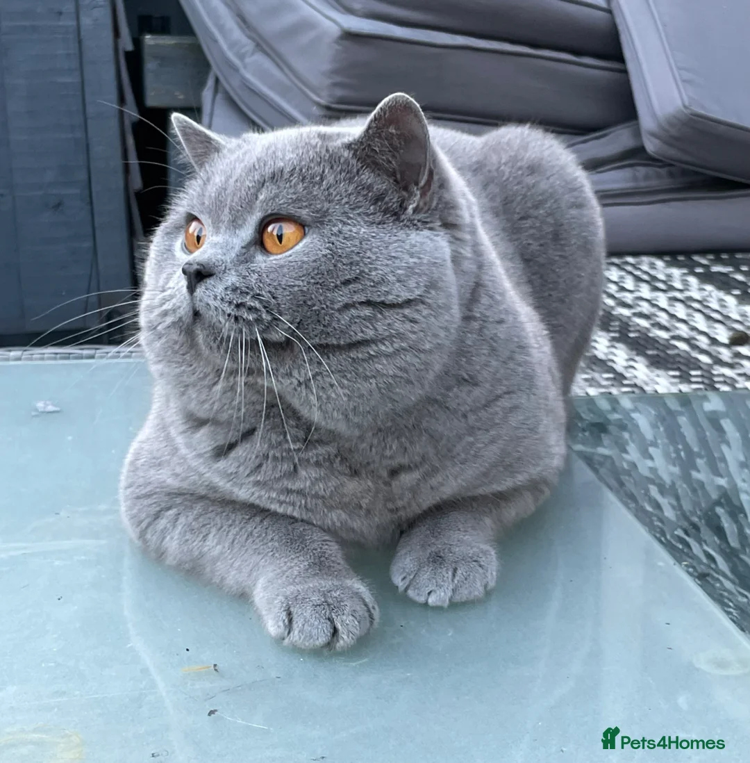 British Shorthair cats for sale: GCCF CHAMPION STUD FOR SALE  - Advert 1