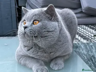 British Shorthair cats GCCF CHAMPION STUD FOR SALE - Advert 1