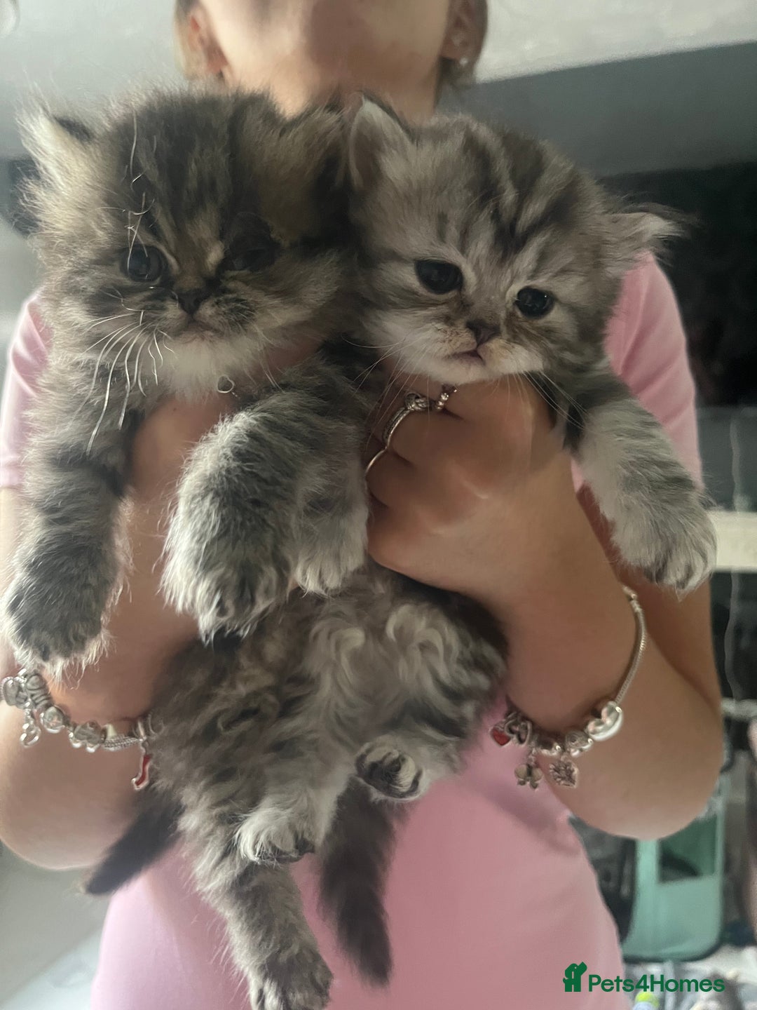 Persian cats for sale:  Persian Himalayan, blue point  - Image 6