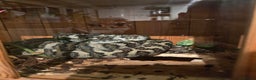 Python Snake reptiles for sale: 7' Male Carpet Python.  - Advert 3