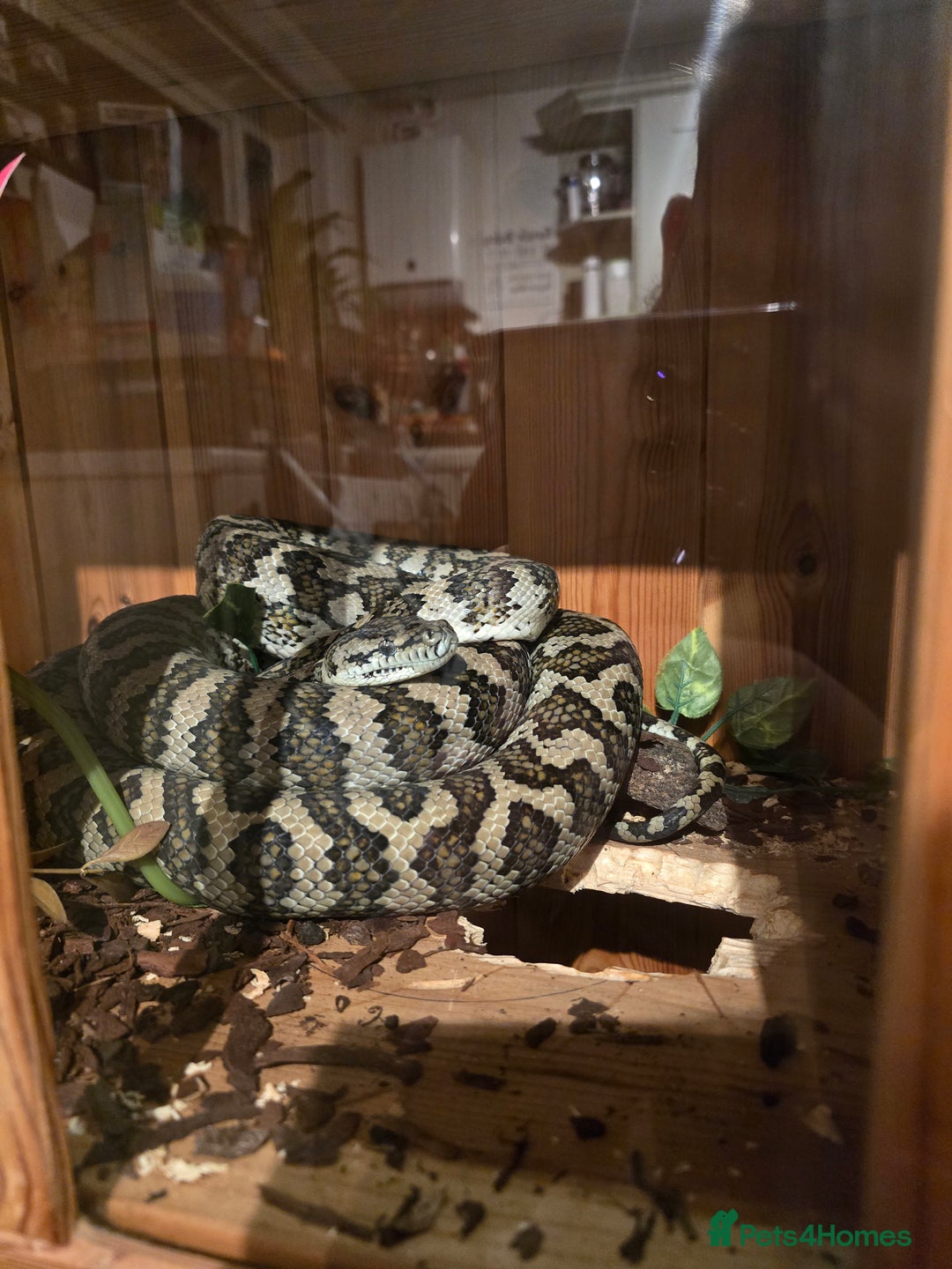 Python Snake reptiles for sale: 7' Male Carpet Python.  - Advert 3