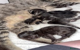 Mixed Breed cats for sale: Gorgeous kittens for sale  - Image 7