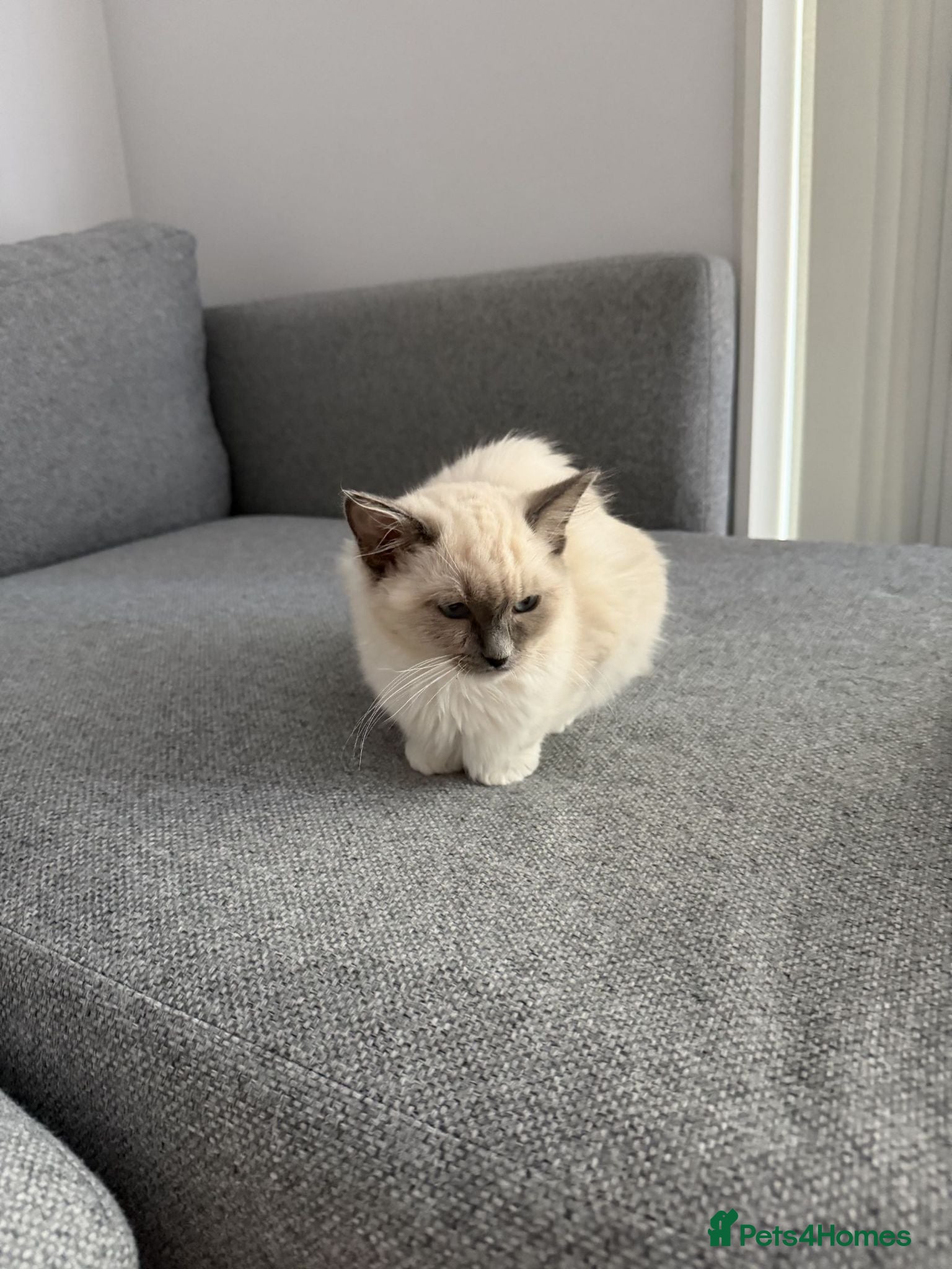 Ragdoll cats 1 Female ragdoll kitten available. - Advert 1