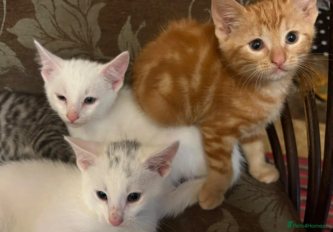 Mixed Breed cats for sale: Pretty kittens ready now for their forever homes  - Advert 9