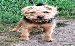 Mixed Breed dogs for sale: Lakeland x Russell puppies - Image 4