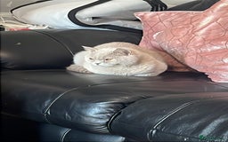 British Shorthair cats for sale:  🐾 Beautiful Kitten Looking for a Loving Home 🐾 - Image 7