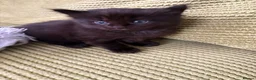 Maine Coon cats for sale: Gorgeous Maine Coon Kittens  - Advert 9