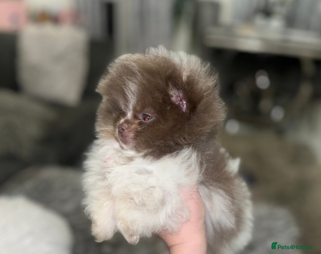 Pomeranian dogs for stud: Russian & Taiwanese  Pomeranian stud chiao li ya in Willenhall - Image 6