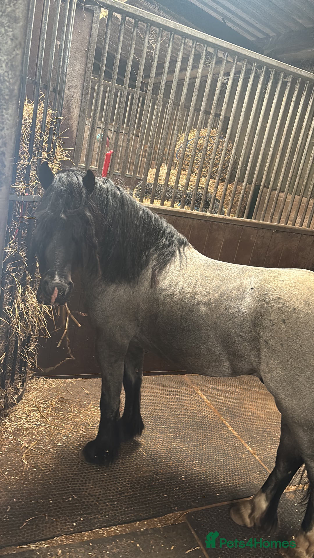 Welsh Section C horses for sale: Mr Frankby  - Image 12