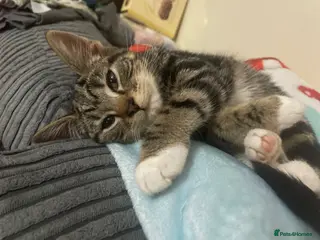 Mixed Breed cats Black/White Kittens - Advert 2